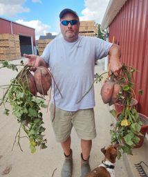 David Jumbo potatoes 2023