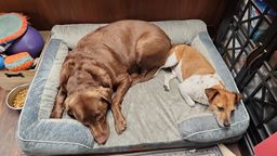 Lucy and TT